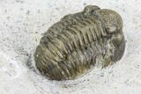 Ceratarges, Morocops & Gerastos Trilobite Plate #108697-5